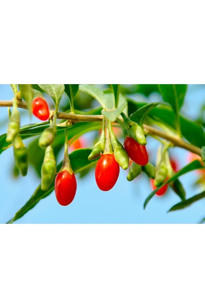 Плід довголіття